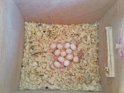 הטלה ראשונה 12 ביצים
