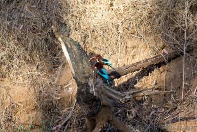 IMG_9279.jpg (2.2 MiB) נצפה 10914 פעמים שלדג לבן חזה