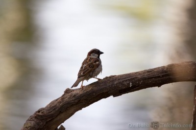 IMG_9306.jpg (687.59 KiB) נצפה 10914 פעמים דרוד