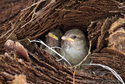 IMG_9430.jpg (1.39 MiB) נצפה 10914 פעמים גוזלי דרור - קן בתוך עץ.