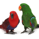 סמל אישי של משתמש