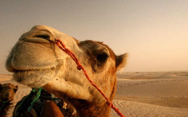 00944_camel_1680x1050.jpg