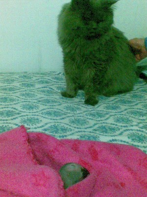 ברקע עם קוקו הג'אקו כשהיה גוזל