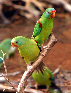 200671_121501661_Parrot_Swift7_Dabb[1].jpg