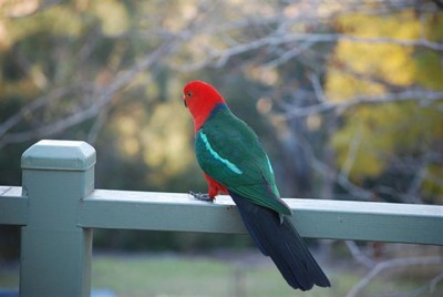 king parrot (Small).jpg