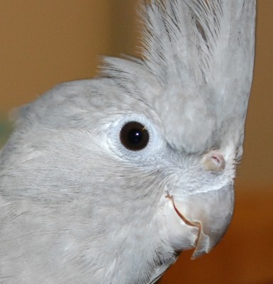 נחיר בעייתי