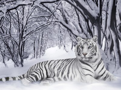 White_Tiger.jpg