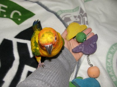 שלב 2 - אני משחקת ומציעה לקוני