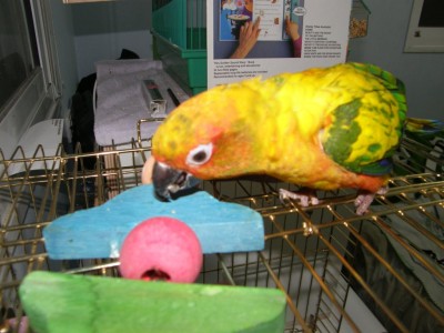 שלב 3 -גרעיןןן (: