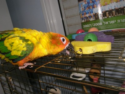 שלב 4- מנסה....