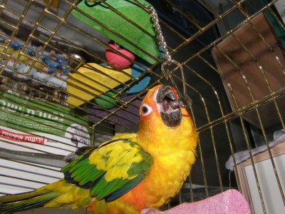 מתנסה דרך סורגי הכלוב