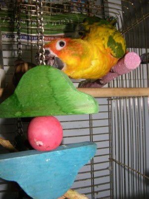 שלב 6 ואחרון - בתוך הכלוב סופסוף!