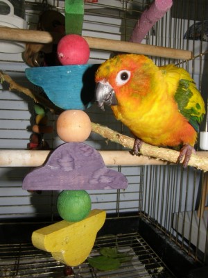 קוני - תתחדשי ותהני!