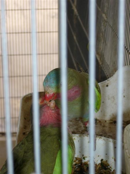 060506_224650-1844_P1010590 (Medium) (2).JPG