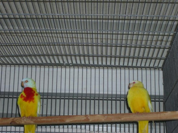 060506_224734-1849_P1010591 (Medium).JPG