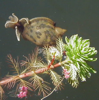 watersnail.jpg