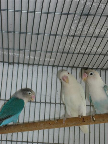 060506_225105-1860_P1010599 (Medium).JPG