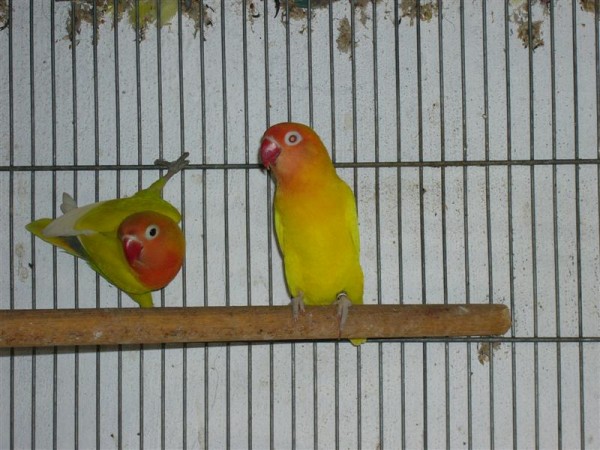 060506_225239-1868_P1010602 (Medium).JPG