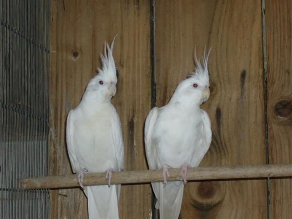 060506_225334-1870_P1010604 (Medium).JPG