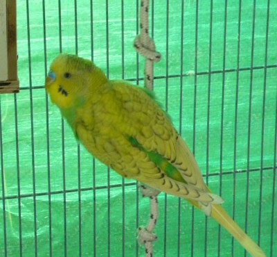 ggP1060357.JPG