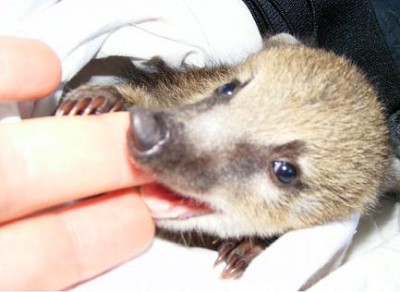 שכחה שהיא צמחונית