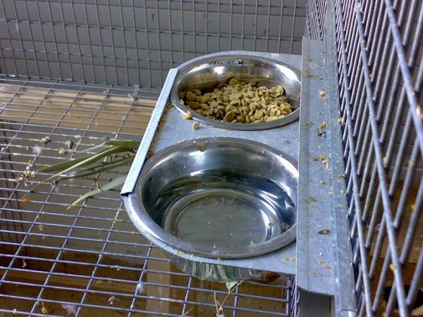 כלי אוכל מיסתובבים עם כופתיות חח