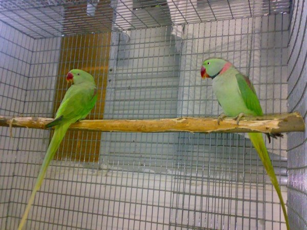 אחרונה שלהם