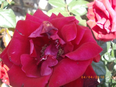 IMGP7003.JPG