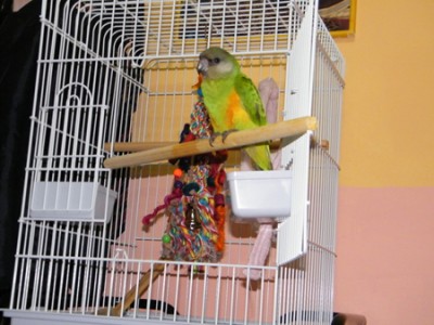 התוכי שלייי