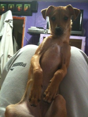 הנה הכלב "בופ"