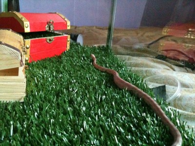 הנה הנחש "חותר"