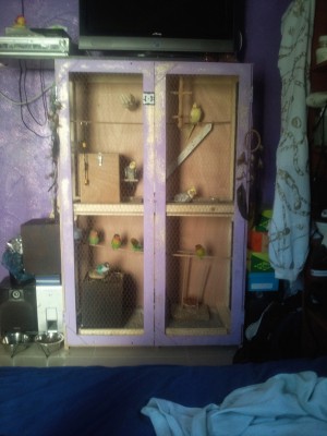 הווליר שבניתי לאחר שקיבלתי את הכמה תוכים "הנטושים"