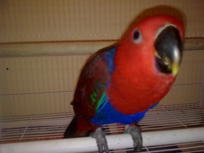 שולה בובה אמיתית