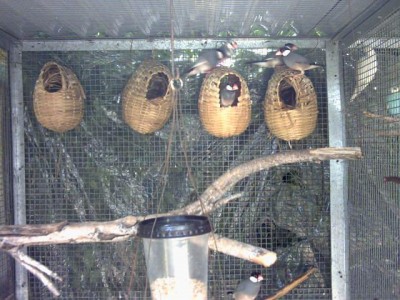 סלסלאות קינון אורזיות