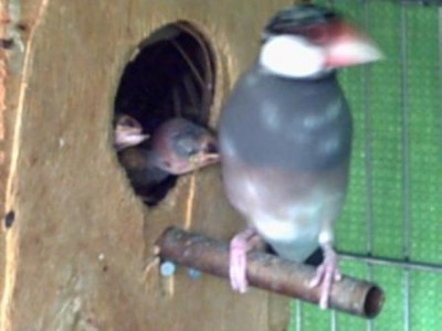 אורזיות תא הטלה