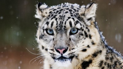Snow_Leopard.jpg