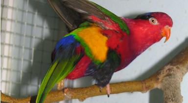 נקבה אדומה, גב תחתון צהוב.