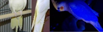 הפסים בנקבת לוטינו ברורים יותר באור אולטרה כחולה. הזכר משמאל, עם זנב בצבע אחיד וחלק.
