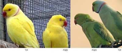 Yellow indian ring-necked parakeet.jpg