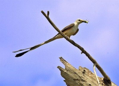 ccc52-17---Scissor-Tail-Flycatcher-with-Praying-Mantis.jpg