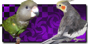 RT.png