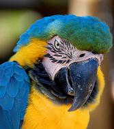 macaw.jpg