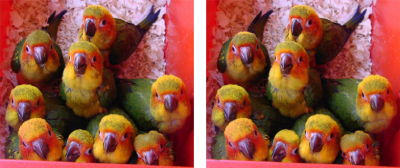 BabySunConures.png