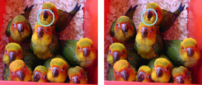 BabySunConures.png