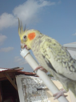 DSC00016.JPG