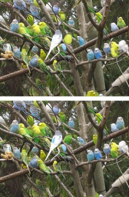 budgies.jpg