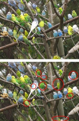 budgies.jpg