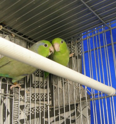 פסיפיקים ירוקים