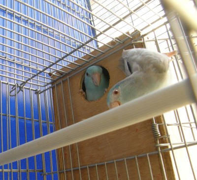 פסיפיקים כחולים