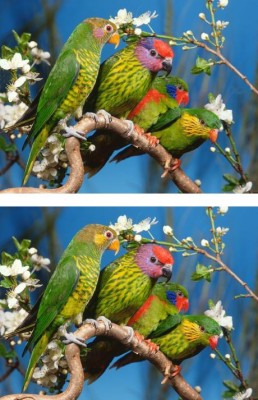 Colorful_Lorikeets.jpg